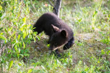 Vahşi kara ayı. Doğa, fauna