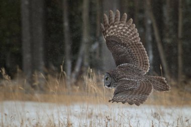 Vahşi baykuş, kuş. Doğa, fauna