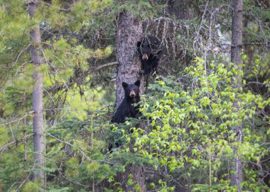 Wild black bears. Nature, fauna