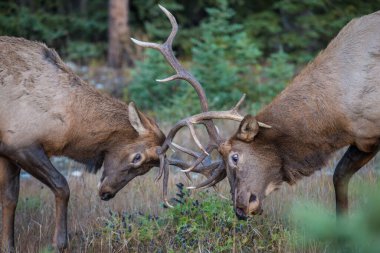 Wild bull elks. Nature, fauna     