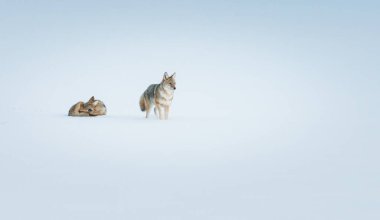 Vahşi çakallar. Doğa, fauna