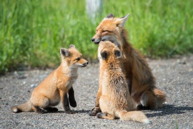 Kızıl tilkiler, hayvanlar. Doğa, fauna