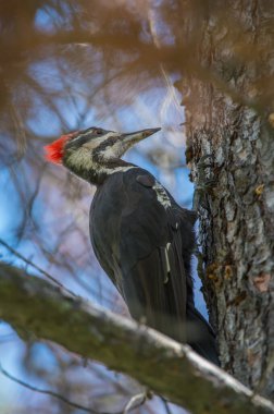 Ağaçkakan vahşi doğada