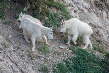 Dağ keçileri, hayvanlar. Doğa, fauna