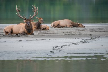 Wild bull elks. Nature, fauna  