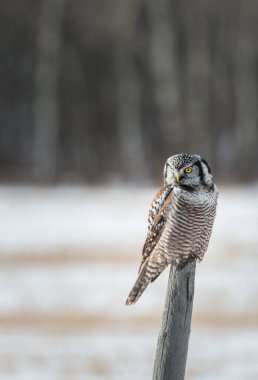 Baykuş doğada, kuş. Doğa, fauna