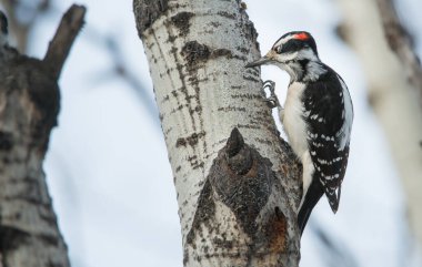 Kışın downy ağaçkakanı