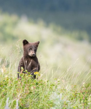 wild black  bear. Nature, fauna clipart