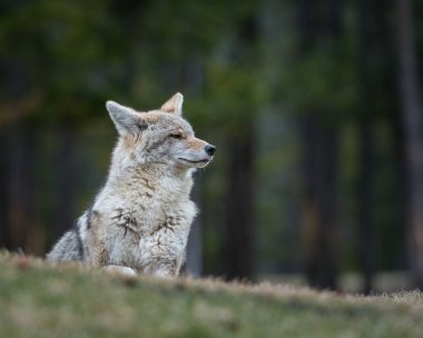 Vahşi bir çakal. Doğa, fauna