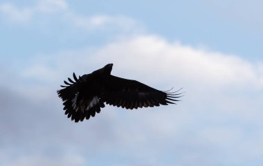 Vahşi doğada kartal, kuş. Doğa, fauna