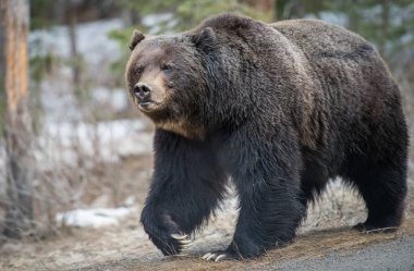 Vahşi boz ayı. Doğa, fauna