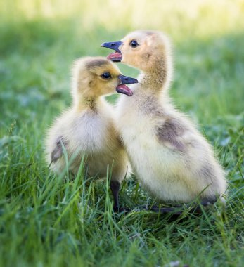 Kanada yaban kazları, kuşlar. Doğa, fauna 