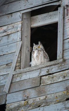 Vahşi baykuş, kuş. Doğa, fauna