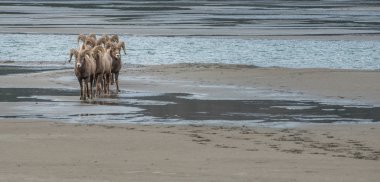 Vahşi boynuzlar, koçlar, hayvanlar. Doğa, fauna       