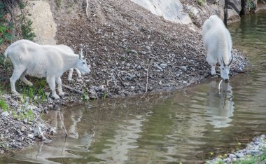 Dağ keçileri, hayvanlar. Doğa, fauna