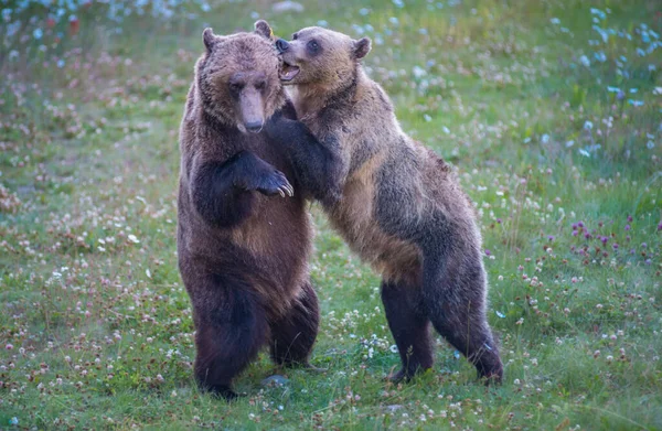 Wilde Grizzlyberen Natuur Fauna — Stockfoto
