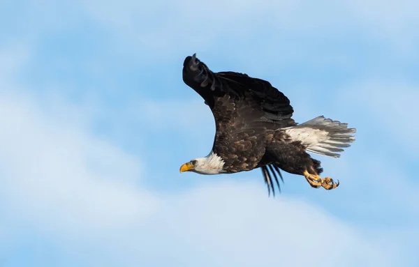 Águia Estado Selvagem Pássaro Natureza Fauna — Fotografia de Stock