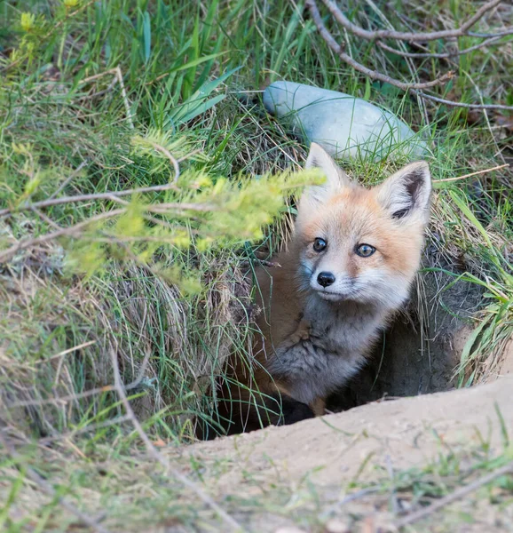 Volpe Rossa Animale Natura Fauna — Foto Stock