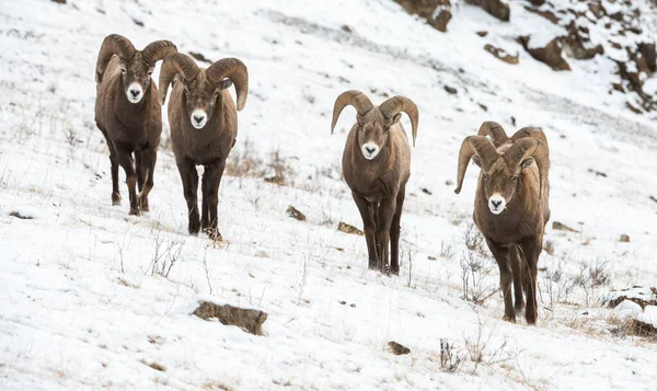 बिगॉर्न — स्टॉक फ़ोटो, इमेज