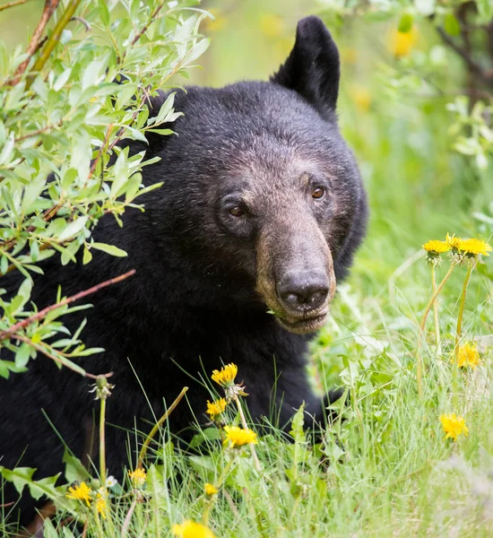 Oso negro — Foto de Stock