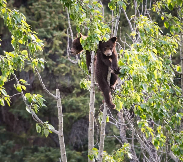 Osos Negros Salvajes Naturaleza Fauna —  Fotos de Stock