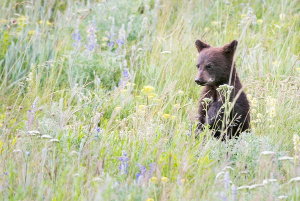 Vild Svart Björn Natur Fauna — Stockfoto