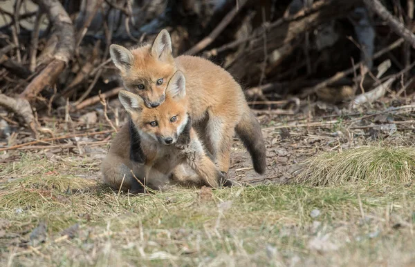 Vulpi Roşii Animale Natură Faună — Fotografie, imagine de stoc