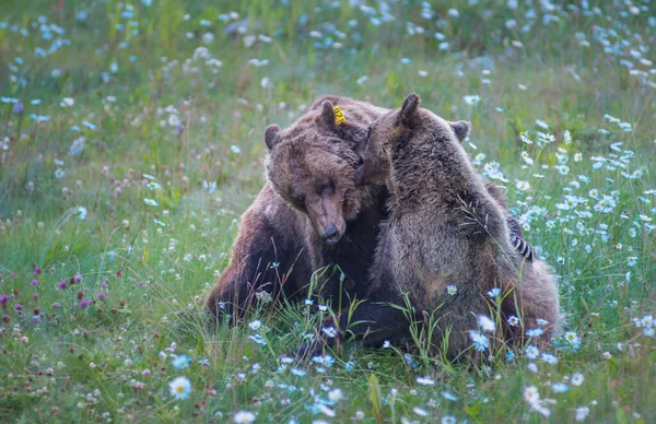 Wilde Grizzlyberen Natuur Fauna — Stockfoto