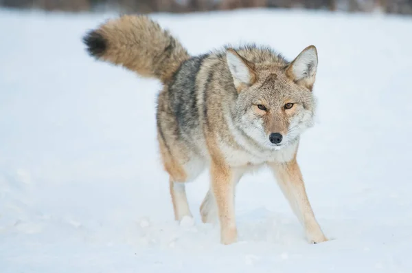 Coyote — Foto de Stock