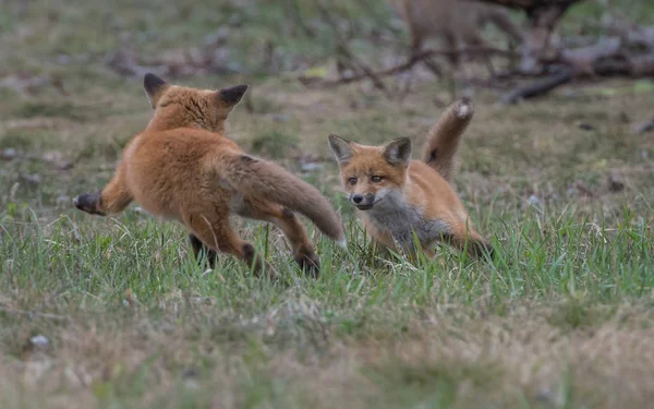 赤狐動物自然 — ストック写真