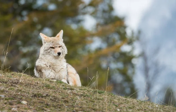 Coyote — Φωτογραφία Αρχείου