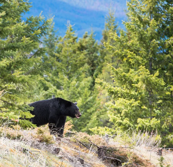 Wild Black Bear Nature Fauna — 스톡 사진