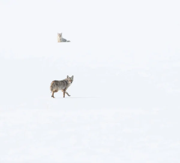 Vahşi Çakallar Doğa Fauna — Stok fotoğraf