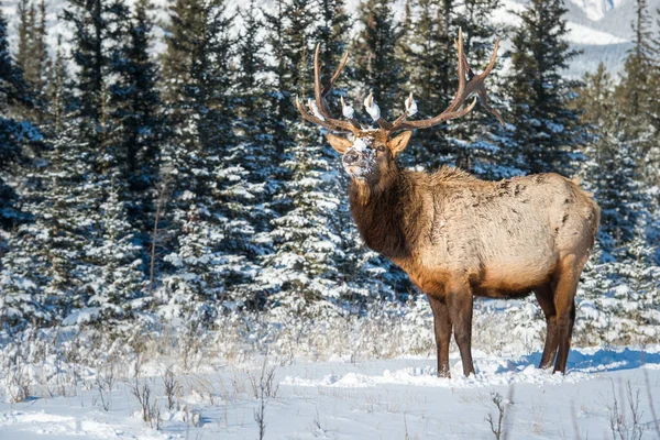 Wapiti Sauvage Nature Faune — Photo