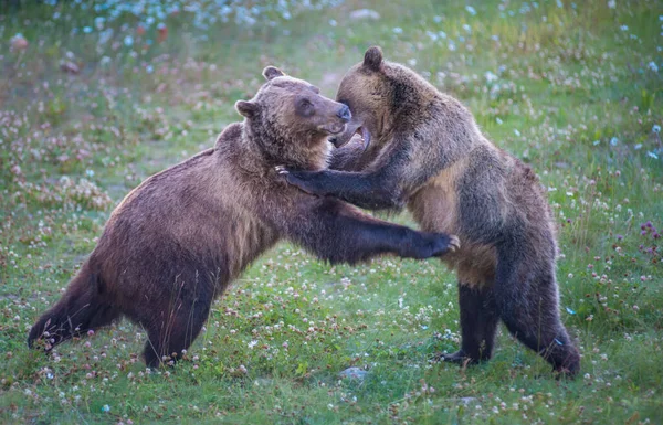 Wilde Grizzlys Natur Fauna — Stockfoto