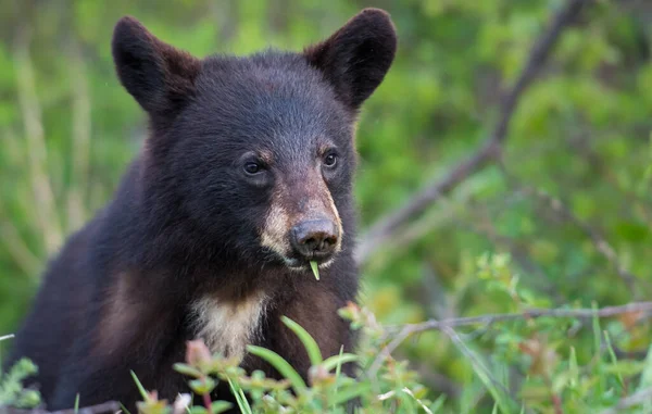 Wild Black Bear Nature Fauna — Stock Photo, Image