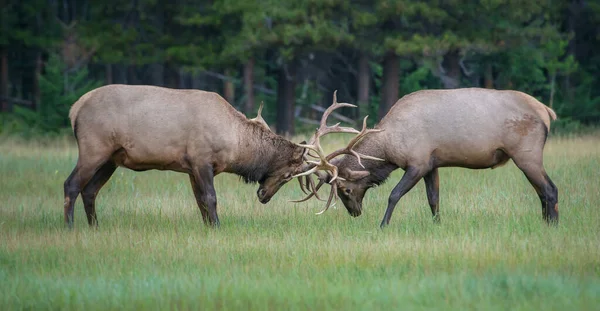 Wilde Stieren Elfen Natuur Fauna — Stockfoto