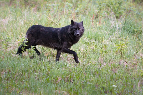 Μαύρος Λύκος Στην Άγρια Φύση — Φωτογραφία Αρχείου
