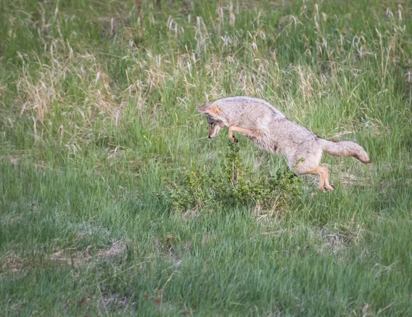 Kojot Divočině Příroda Fauna — Stock fotografie