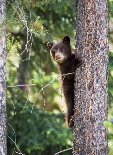 Urso Negro Selvagem Natureza Fauna — Fotografia de Stock