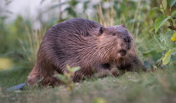 Biber Freier Wildbahn Tier Natur Fauna — Stockfoto