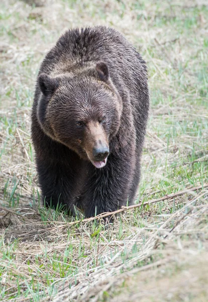 Orso Grizzly Selvatico Natura Fauna — Foto Stock