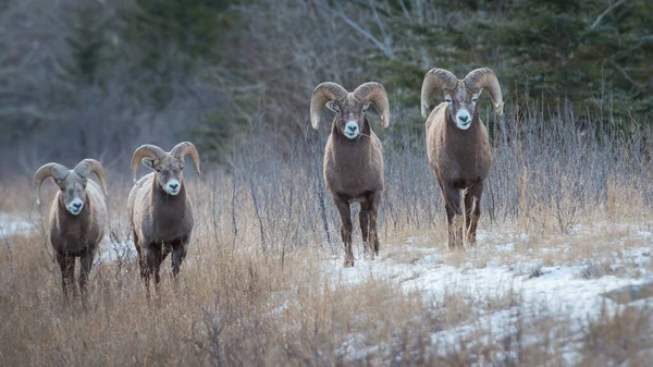 Wild Bighorns Rams Animals Nature Fauna — Stock Photo, Image