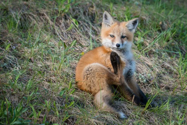 Zorro Rojo Animal Naturaleza Fauna — Foto de Stock