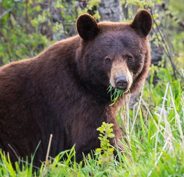 Urso Negro Selvagem Natureza Fauna — Fotografia de Stock