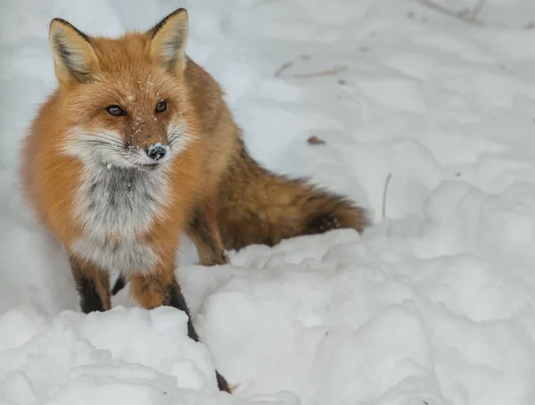 Rotfuchs Tier Natur Fauna — Stockfoto