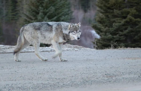 Wilk Dziczy Zwierzę Natura Fauna — Zdjęcie stockowe