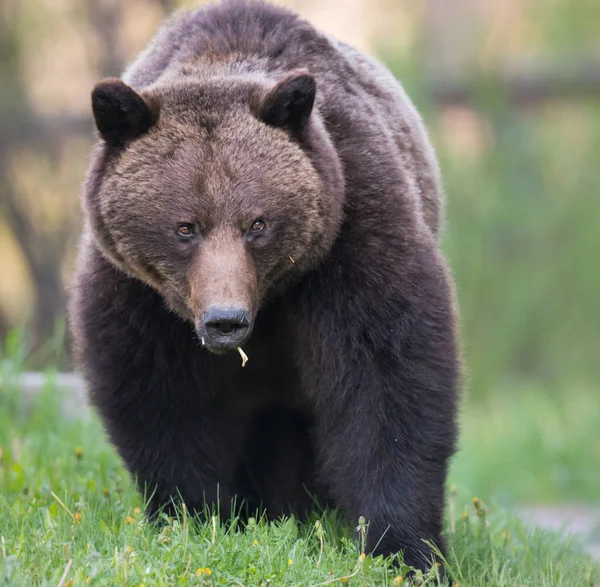 Divoký Medvěd Grizzly Příroda Fauna — Stock fotografie