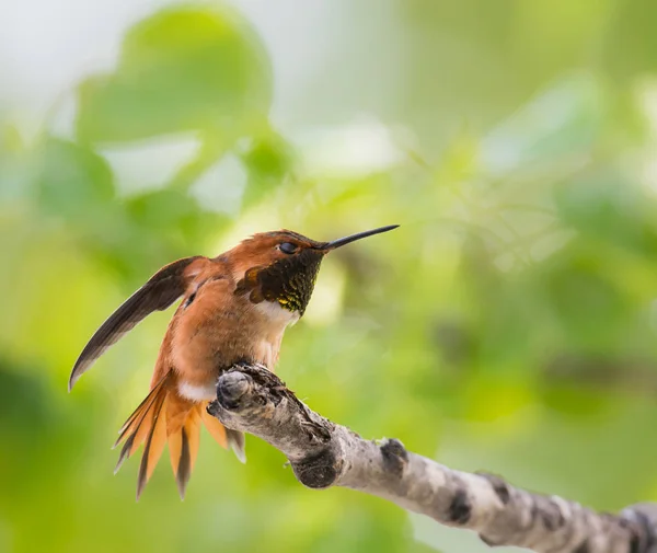 Hummingbirdin Selvagem Pássaro Natureza Fauna — Fotografia de Stock