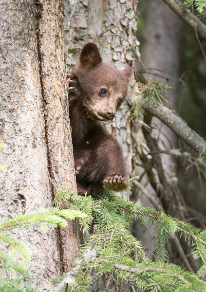 Wild Black Bear Nature Fauna — 스톡 사진